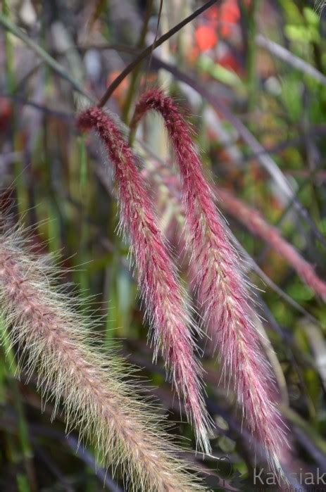 Pennisetum X Advena Rubrum Rozplenica Obca