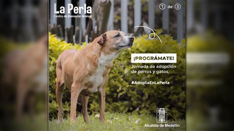 Este sábado y domingo habrá jornada de adopción de perros y gatos en La