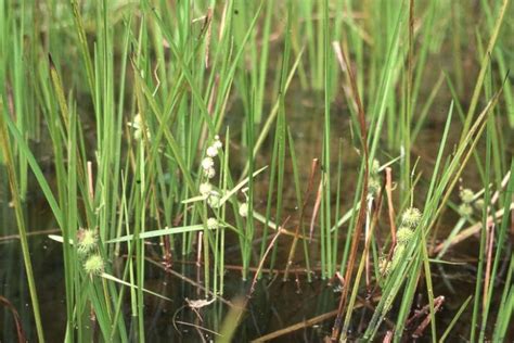 Sparganium Americanum American Bur Reed