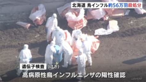 ニワトリ56万羽の殺処分を開始 北海道千歳市の養鶏場で鳥インフルエンザ陽性 殺処分数は道内最多