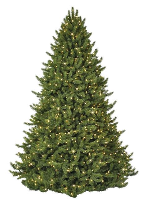 12 Best Types of Christmas Trees and Tree Varieties