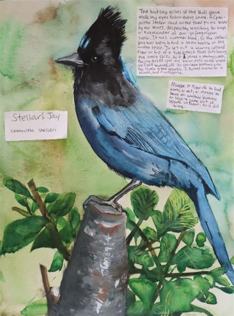 2022 Kids Bird Art Contest - San Francisco Bay Bird Observatory