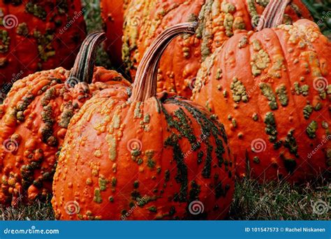 Pumpkins Stock Image Image Of Pumpkins Stems Halloween 101547573