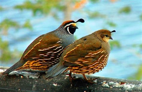 California Quail - Description, Habitat, Image, Diet, and Interesting Facts