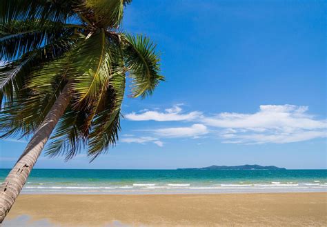 panorama verão panorama vista frontal palmeiras e coqueiros mar praia