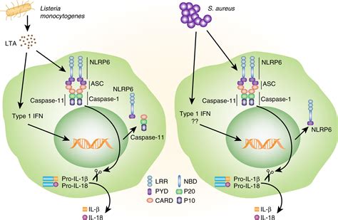 The Nlrp Inflammasome In Health And Disease Mucosal Immunology