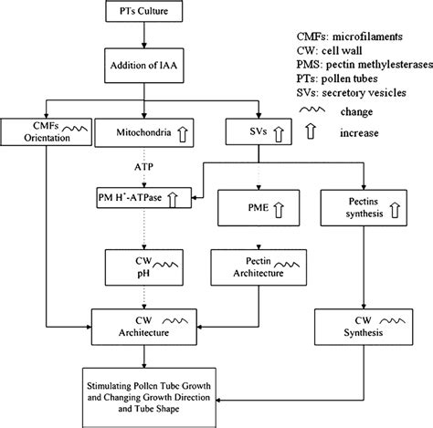 A Hypothetical Model For The Effects Of Iaa On Pollen Tube Growth In