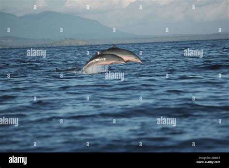 Shortsnouted Whitebelly Dolphin Frasers Dolphin Sarawak Dolphin