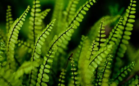 Fern Wallpapers Hd Pixelstalknet