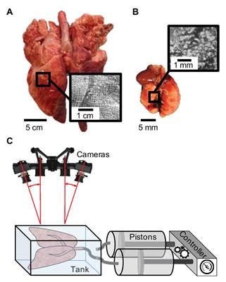 Frontiers Novel Mechanical Strain Characterization Of Ventilated Ex