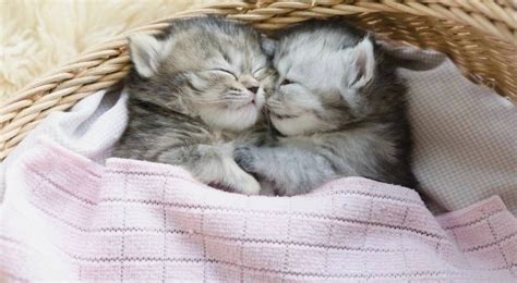 Create meme "sleeping kitten, kitties" - Pictures - Meme-arsenal.com