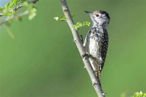 Cardinal Woodpeckers Holmen Birding Safaris