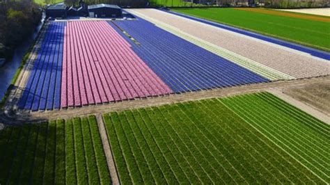 Keukenhof Netherlands 2023 Tulips Fields Spring Stock Footage Video ...