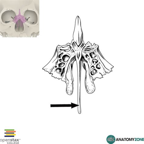 Perpendicular Plate Of Ethmoid Bone Anatomyzone