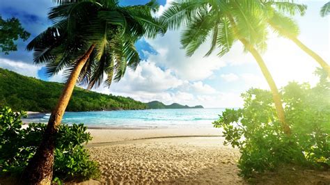 Online Crop Coconut Trees Near Seashore Nature Landscape Hd