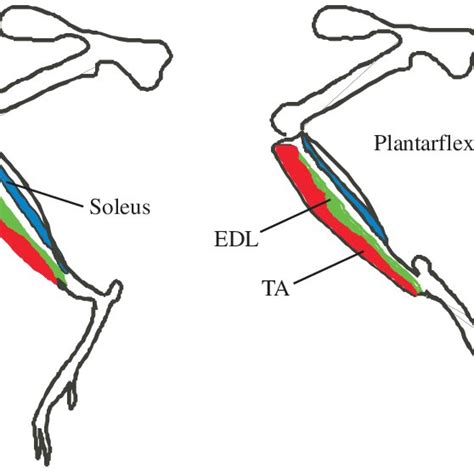 Mouse Muscle Head Anatomy