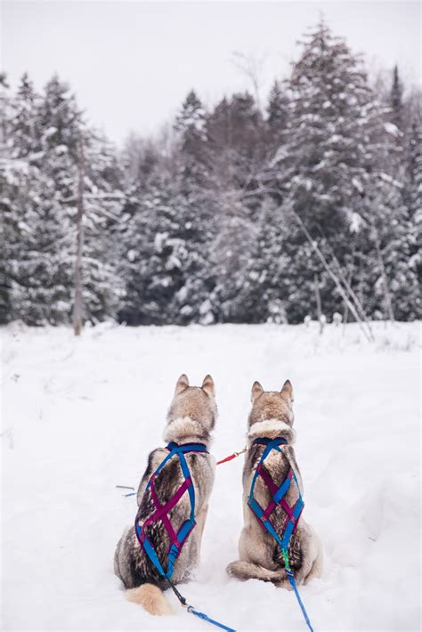 Explore the Best Dog sledding in Ontario: Your Ultimate Guide to Winter ...