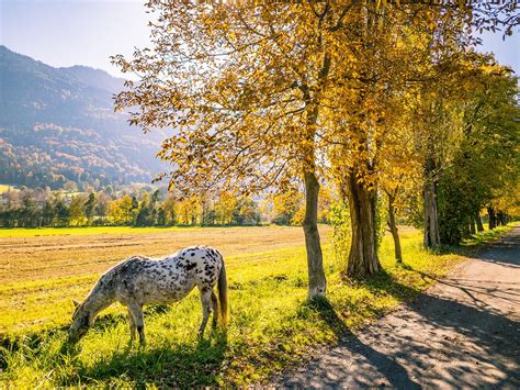 Nature Des Arbres Automne Photo Gratuite Sur Pixabay