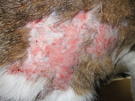 Eosinophilic Granuloma Complex Chappelle Veterinary Clinic