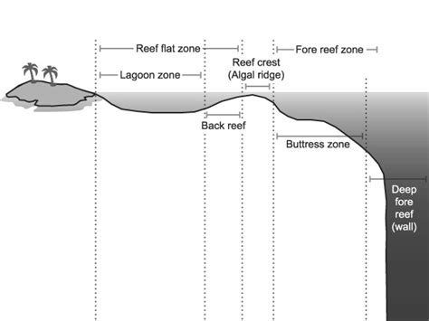 Coral reef zones. Image... | Download Scientific Diagram