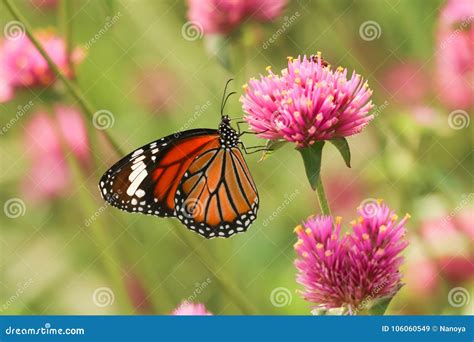 Mariposa De Monarca Que Introduce En La Flor Rosada Imagen De Archivo