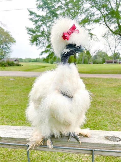 Silkie Satin Showgirl Frizzle Fertile Chicken Eggs Npip