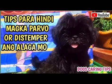 Tips Paano Makaka Iwas Sa Parvo Virus At Distemper Virus Ang Alaga