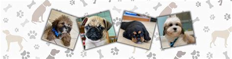 Puppies for Sale in NJ - From Trusted Breeders - Silver Nickel Puppies