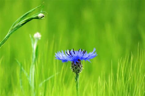 Cornflower Symbolism & Flower Meaning (Patience & Romance)