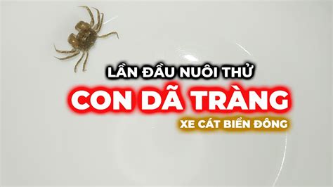 Lần đầu nuôi thử con Dã Tràng xe cát Biển Đông, cận cảnh Dã Tràng xe cát trong hồ kính. Lì xì ...