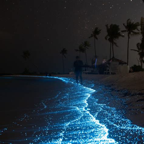 Bioluminescent Bay - Click You Like