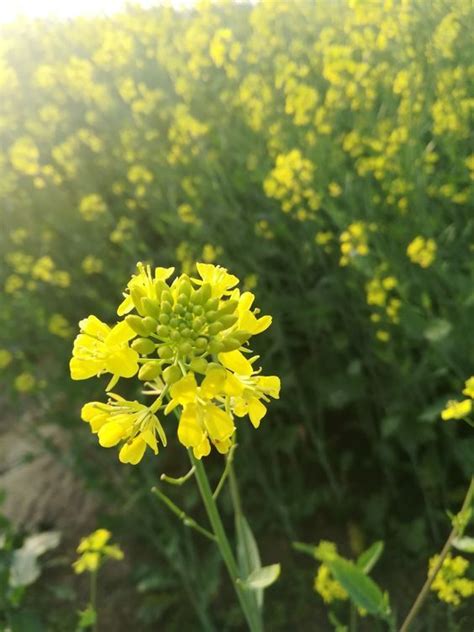 सरसों की तैयार होती फसल में बढ़ रहा कीटों का प्रकोप ऐसे बचाएं How To Protect Mustard Field