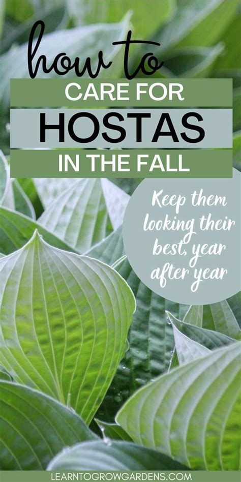 Hosta Care In Fall A Complete Guide To Caring For Hostas In Fall