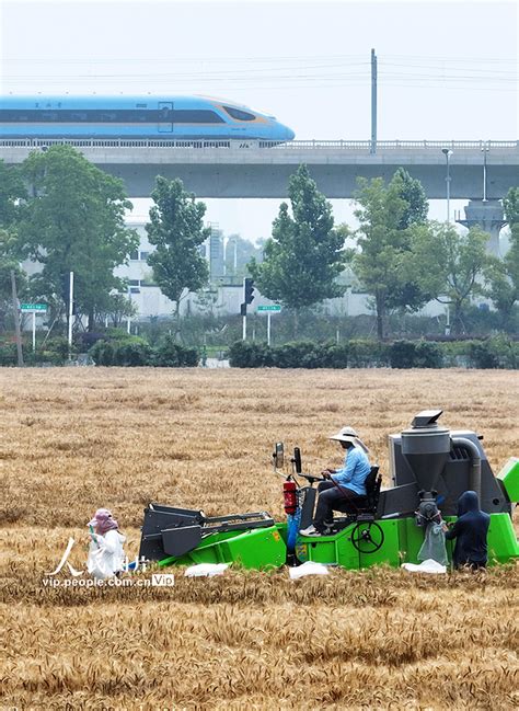 江苏扬州：“三夏”时节小麦收割忙【5】 图片频道 人民网