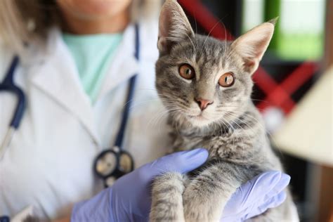 Continuing Education for Veterinary Professionals | Clinician's Brief
