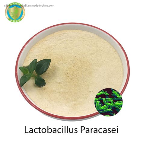 Oem Feed Lactobacillus Probiotics Lactobacillus Paracasei Powder