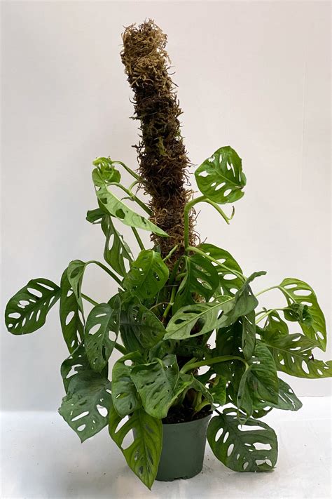 Diy Moss Pole For Indoor Plants In 4 Easy Steps — Seattles Favorite