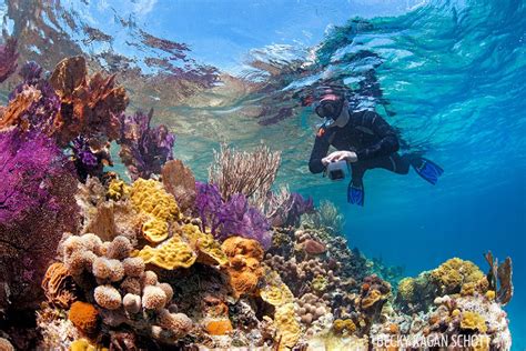 Scuba Diving the Great Blue Hole and Beyond in Belize | Scuba Diving