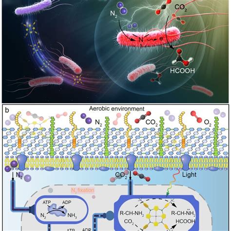 Schematic Diagram Of The Light Driven Biohybrid System A