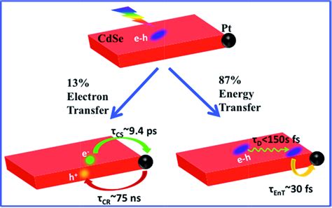 Competition Between Energy And Electron Transfer Pathways In Cdse