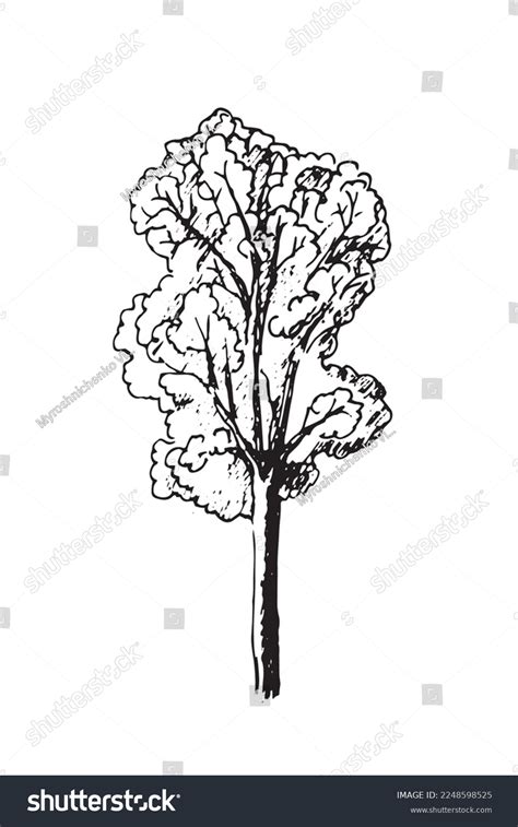 Tree Sketch Linear Black White Vector Stock Vector (Royalty Free) 2248598525 | Shutterstock