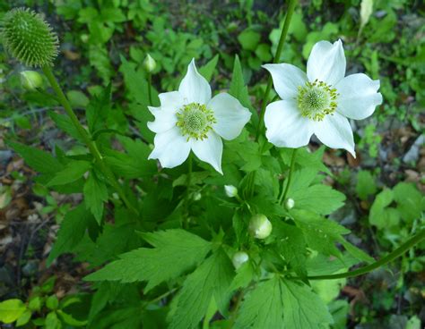 2010 07 05 Anemone Virginiana Paflyfish