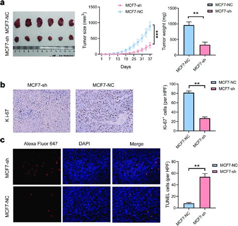 MIR200CHG Promotes Tumor Formation In Nude Mice Xenograft Models A