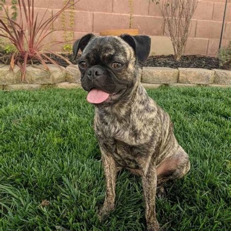 Bugg Boston Terrier And Pug Mix