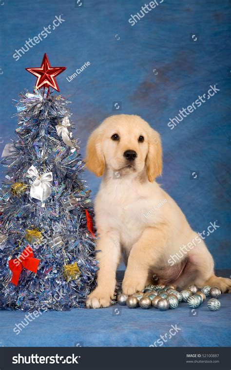 Golden Retriever Puppy Christmas Tree On Stock Photo 52100887 ...