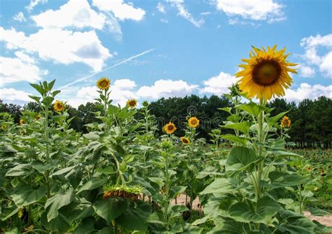 Campo Del Helianthus Annuus De Los Girasoles Imagen De Archivo Imagen