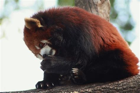 Grooming Red Panda Red Panda Panda Paw