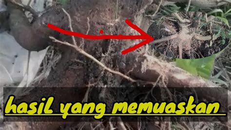 Ndongkel Bahan Bonsai Lamtoro Istimewa Program Alam Super Yang Bikin