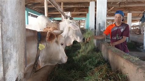 Jelang Idul Adha Peternak Sapi Di Kembaran Banyumas Mulai Banjir