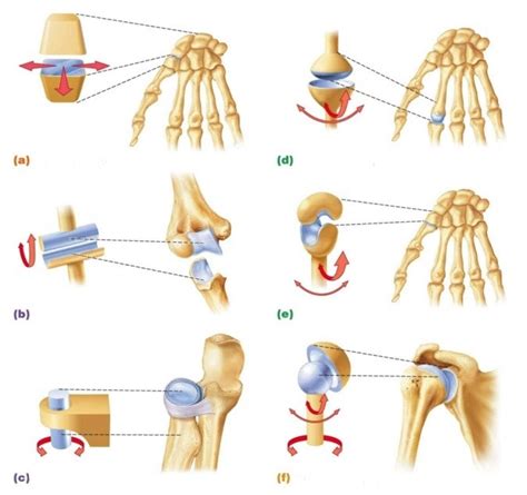 6 Examples Of Types Of Synovial Joints